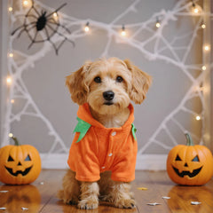 Halloween Cute Warm Pumpkin Dog Breathable Orange
