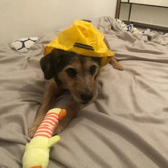 Dog Raincoat Jacket Reflective Waterproof Rain Poncho